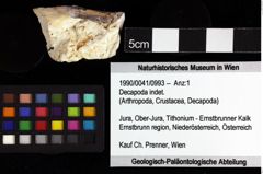 Foto (Objket + Etiketten) von Decapoda indet. 